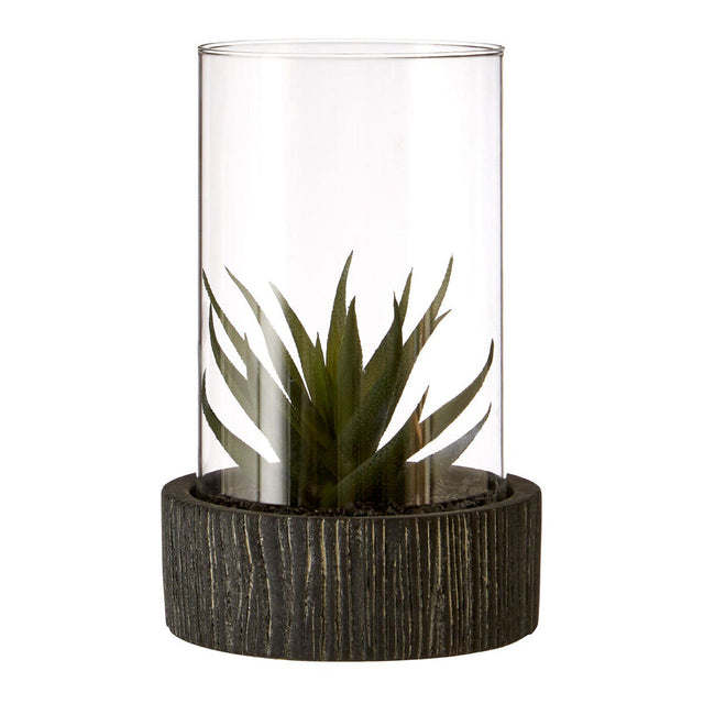 Succulent in Glass with Black Base (6)